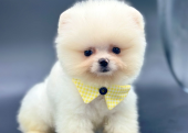 Ayıcık Boo Pomeranian